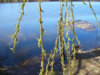 Weidenknospen