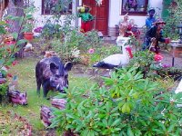 Wildschweine.1