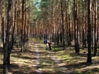 Wald